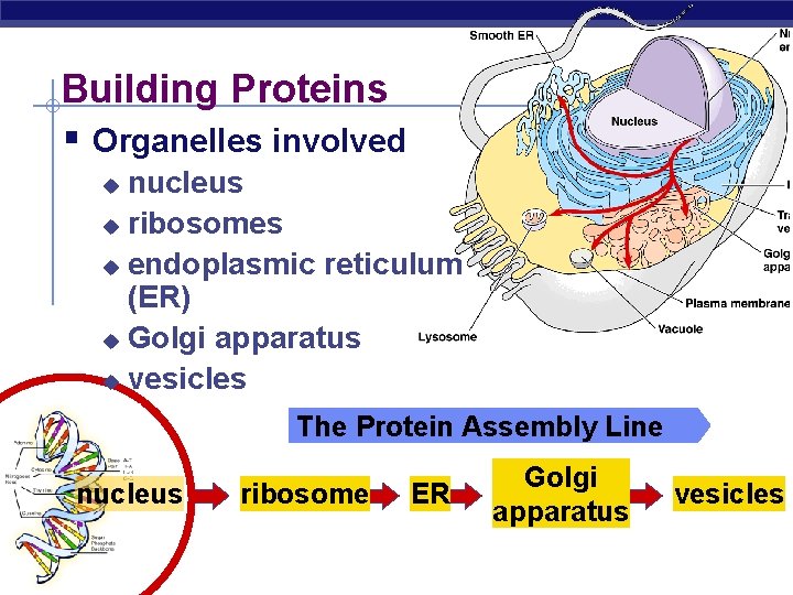 Building Proteins § Organelles involved nucleus u ribosomes u endoplasmic reticulum (ER) u Golgi