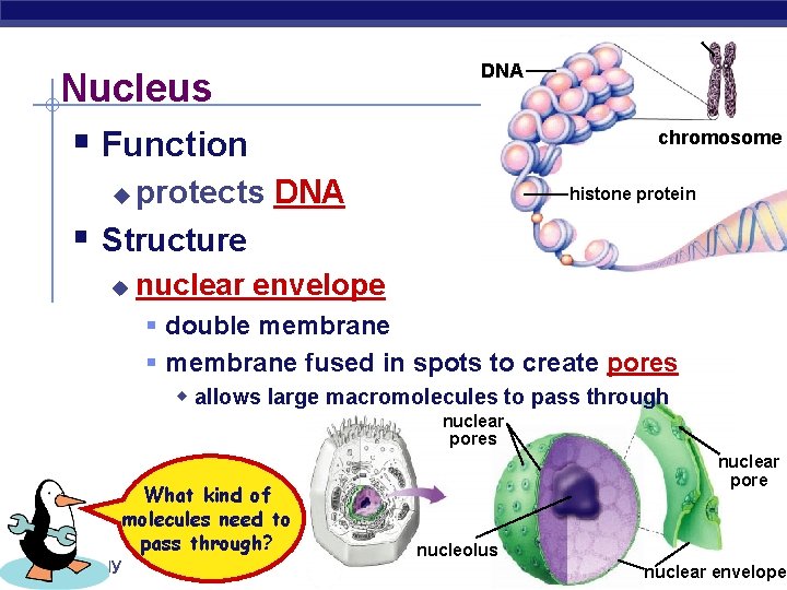 Nucleus DNA § Function chromosome protects DNA Structure histone protein u § u nuclear