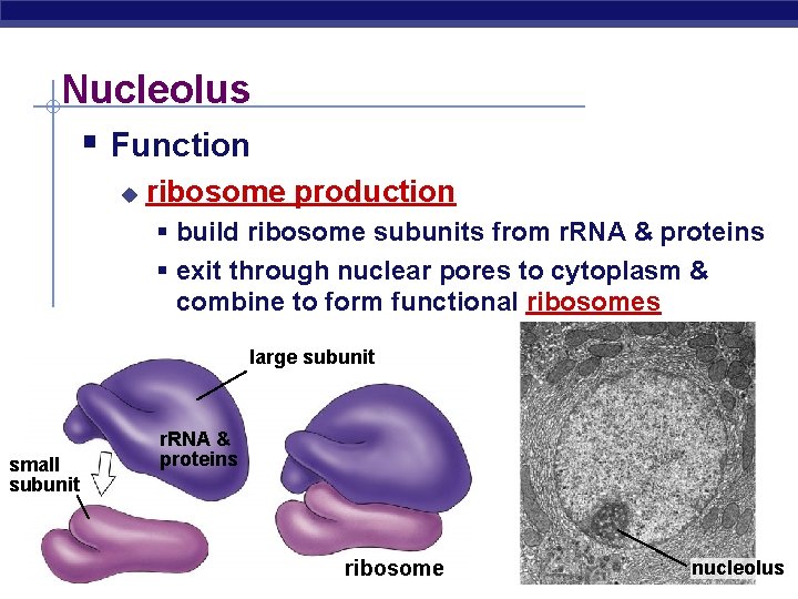 Nucleolus § Function u ribosome production § build ribosome subunits from r. RNA &