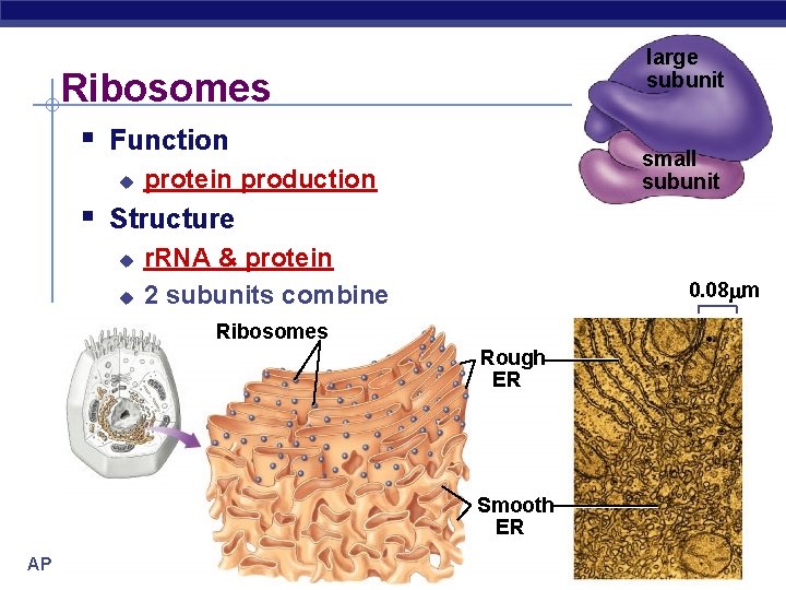 large subunit Ribosomes § Function u small subunit protein production § Structure u u