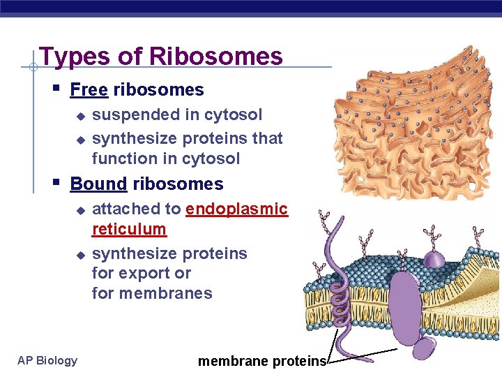 Types of Ribosomes § Free ribosomes u u suspended in cytosol synthesize proteins that