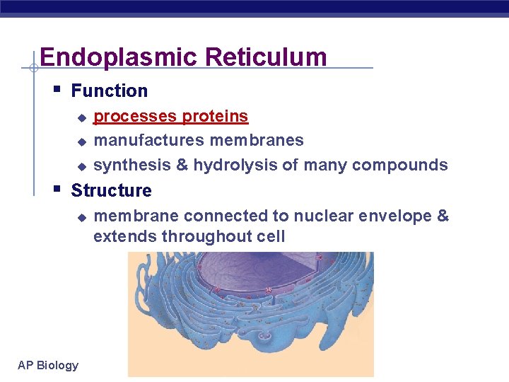 Endoplasmic Reticulum § Function u u u processes proteins manufactures membranes synthesis & hydrolysis