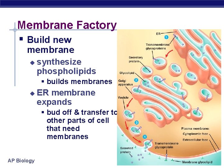 Membrane Factory § Build new membrane u synthesize phospholipids § builds membranes u ER