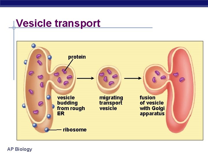 Vesicle transport protein vesicle budding from rough ER ribosome AP Biology migrating transport vesicle