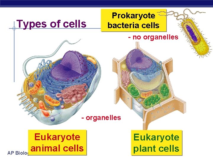 Types of cells Prokaryote bacteria cells - no organelles - organelles Eukaryote animal cells