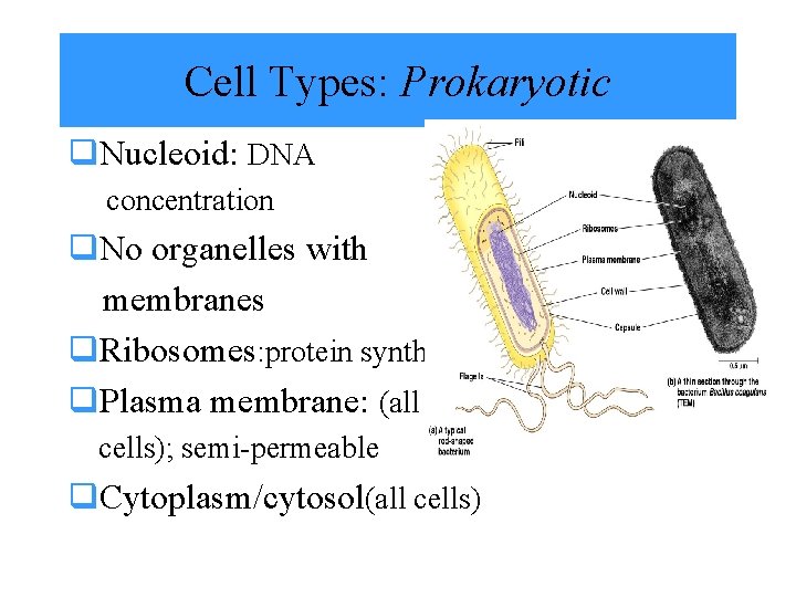 Cell Types: Prokaryotic q. Nucleoid: DNA concentration q. No organelles with membranes q. Ribosomes: