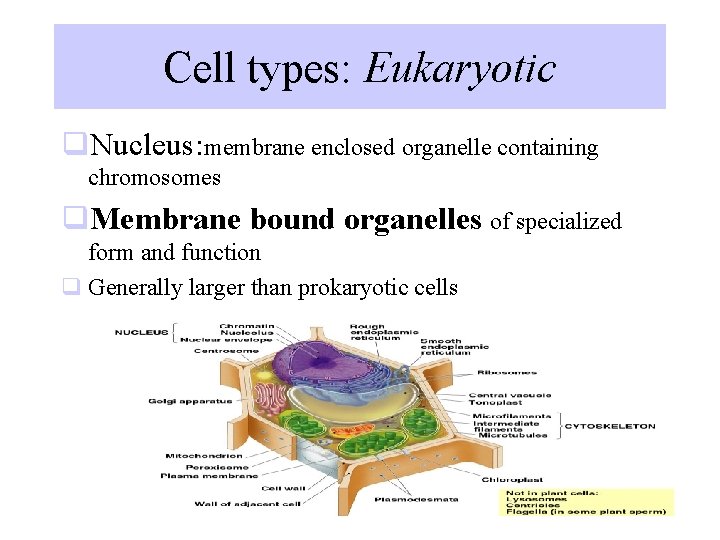 Cell types: Eukaryotic q. Nucleus: membrane enclosed organelle containing chromosomes q. Membrane bound organelles