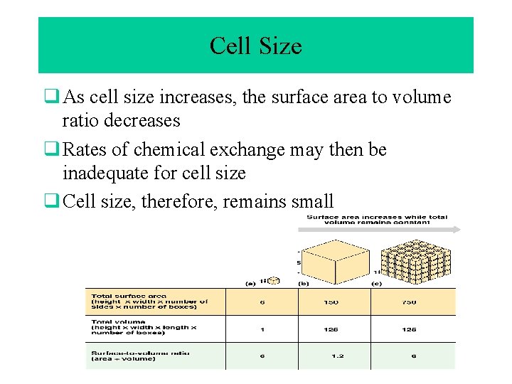 Cell Size q As cell size increases, the surface area to volume ratio decreases