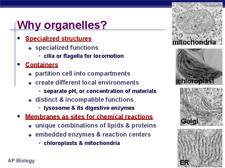 Why organelles? § Specialized structures u specialized functions mitochondria § cilia or flagella for