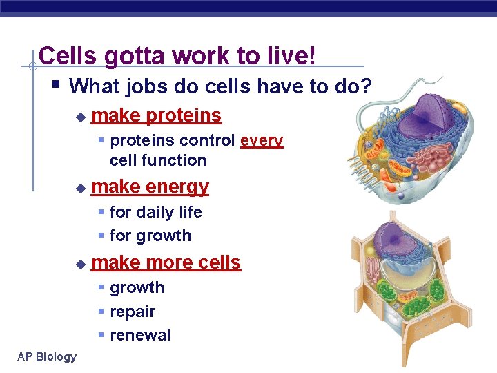 Cells gotta work to live! § What jobs do cells have to do? u