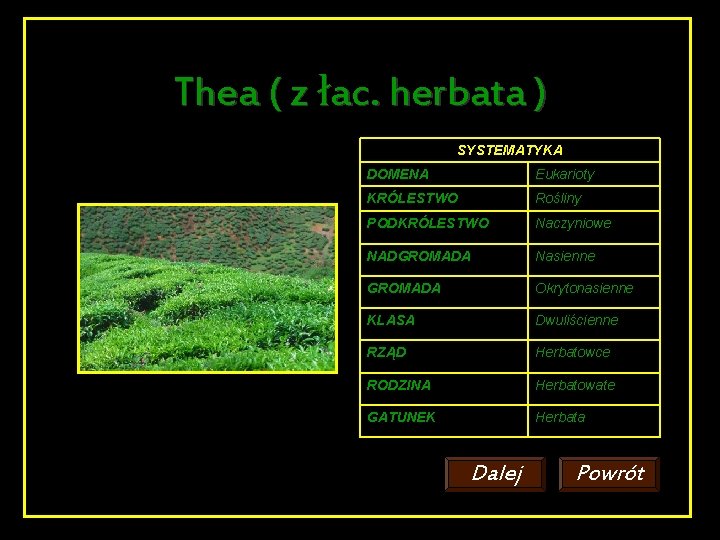 Thea ( z łac. herbata ) SYSTEMATYKA DOMENA Eukarioty KRÓLESTWO Rośliny PODKRÓLESTWO Naczyniowe NADGROMADA