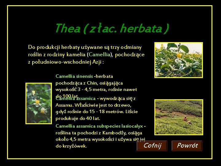 Thea ( z łac. herbata ) Do produkcji herbaty używane są trzy odmiany roślin