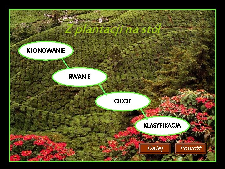 Z plantacji na stół KLONOWANIE RWANIE CIĘCIE KLASYFIKACJA Dalej Powrót 