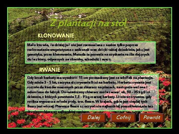 Z plantacji na stół KLONOWANIE Mało kto wie, że dzisiaj już nie jest rozmnażana