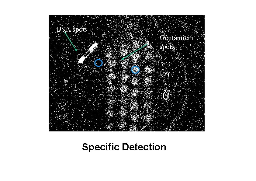 BSA spots Gentamicin spots Specific Detection 