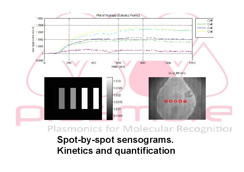 Spot-by-spot sensograms. Kinetics and quantification 