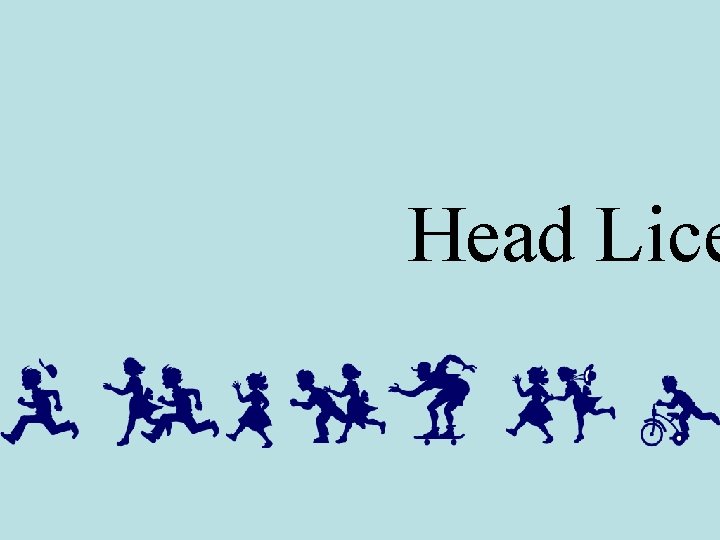 Head Lice 