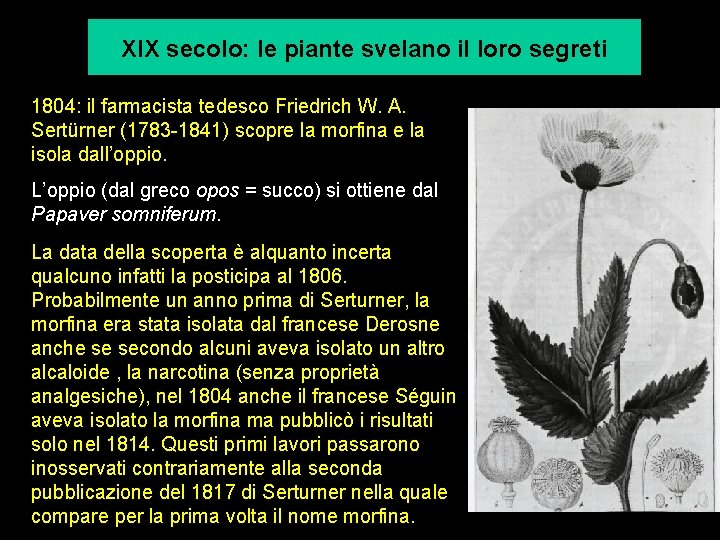 XIX secolo: le piante svelano il loro segreti 1804: il farmacista tedesco Friedrich W.