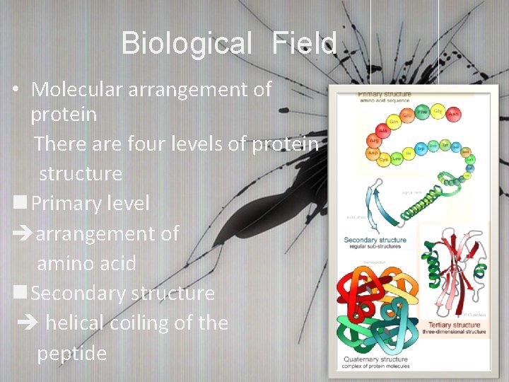 Biological Field • Molecular arrangement of protein 　There are four levels of protein 　