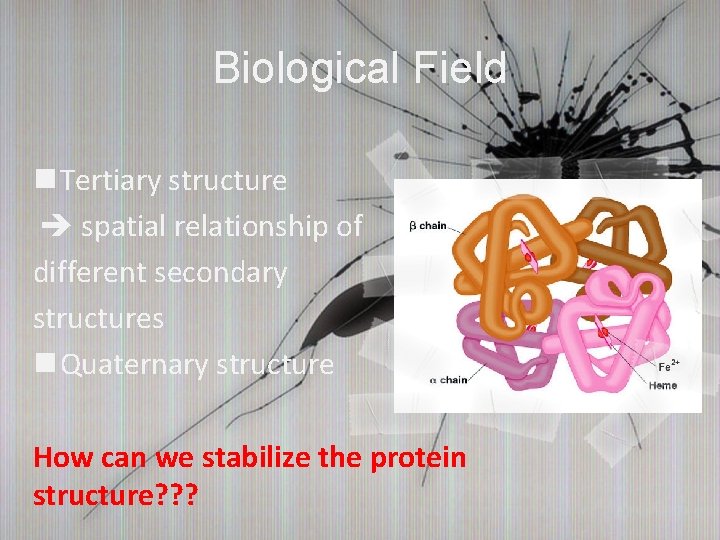 Biological Field n Tertiary structure spatial relationship of different secondary structures n Quaternary structure