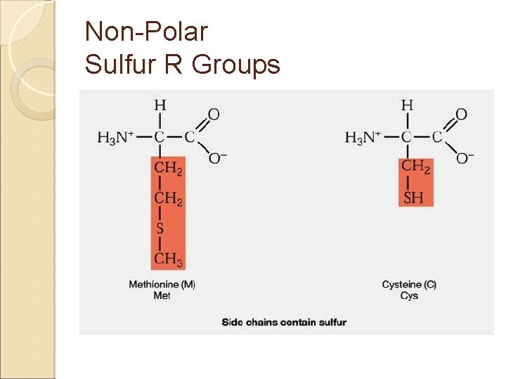 Non-Polar Sulfur R Groups 