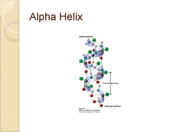 Alpha Helix 