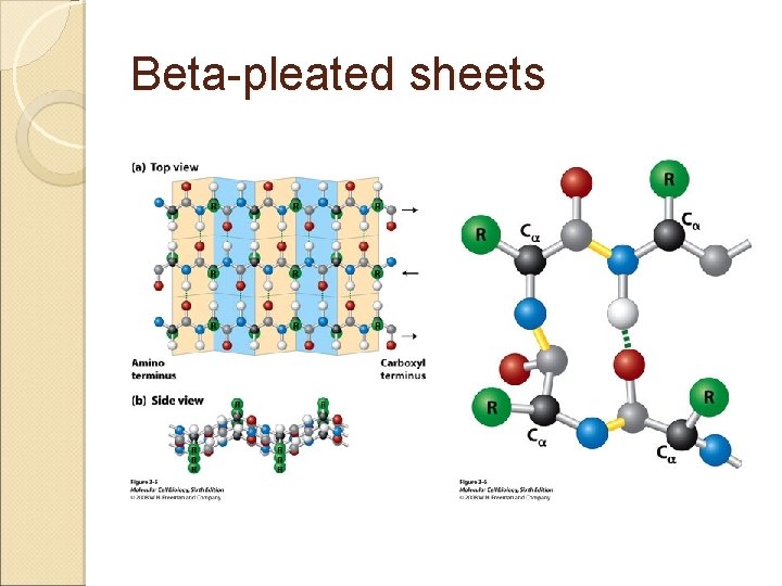 Beta-pleated sheets 