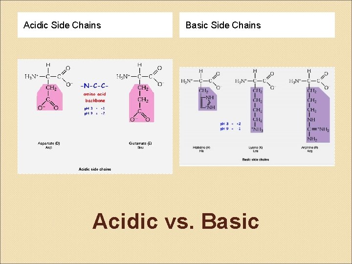 Acidic Side Chains Basic Side Chains Acidic vs. Basic 