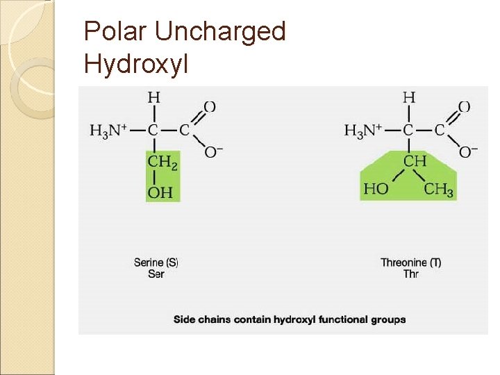 Polar Uncharged Hydroxyl 