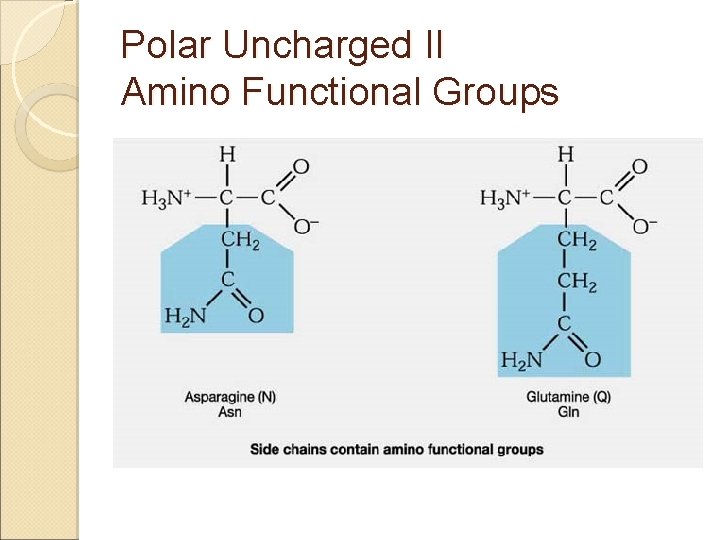 Polar Uncharged II Amino Functional Groups 