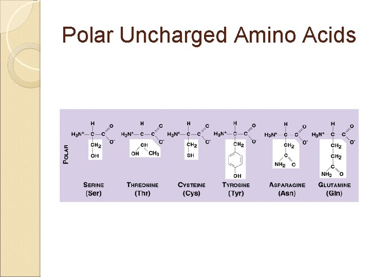 Polar Uncharged Amino Acids 
