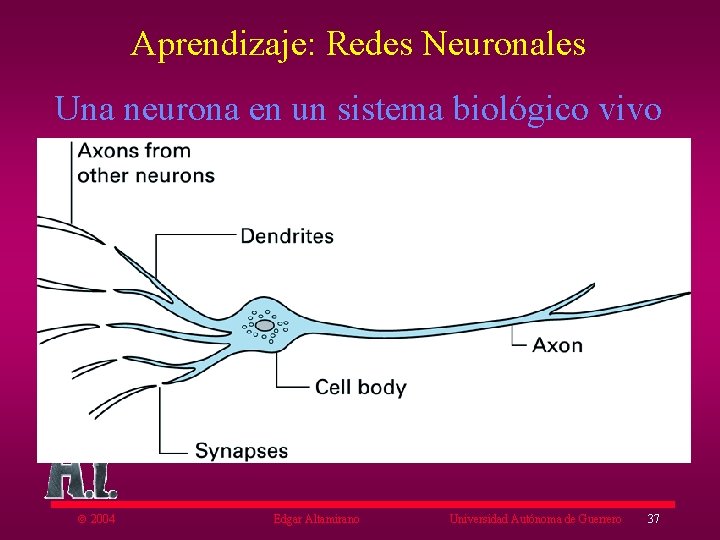 Aprendizaje: Redes Neuronales Una neurona en un sistema biológico vivo ã 2004 Edgar Altamirano