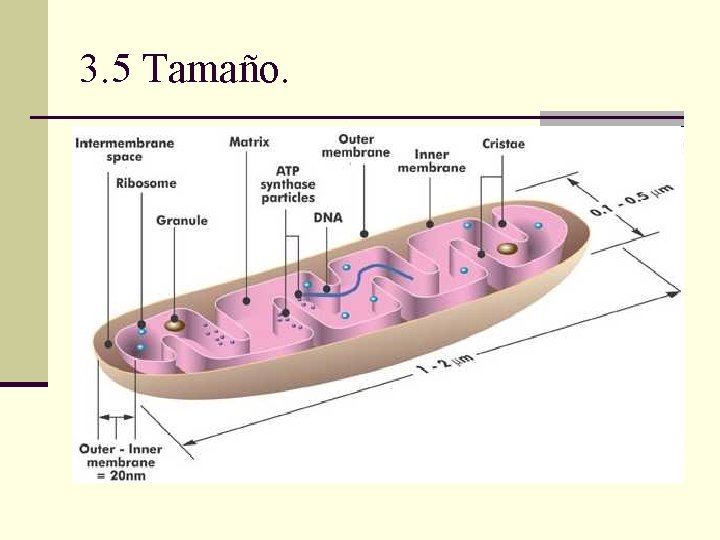 3. 5 Tamaño. 3. 5 Tamaño.