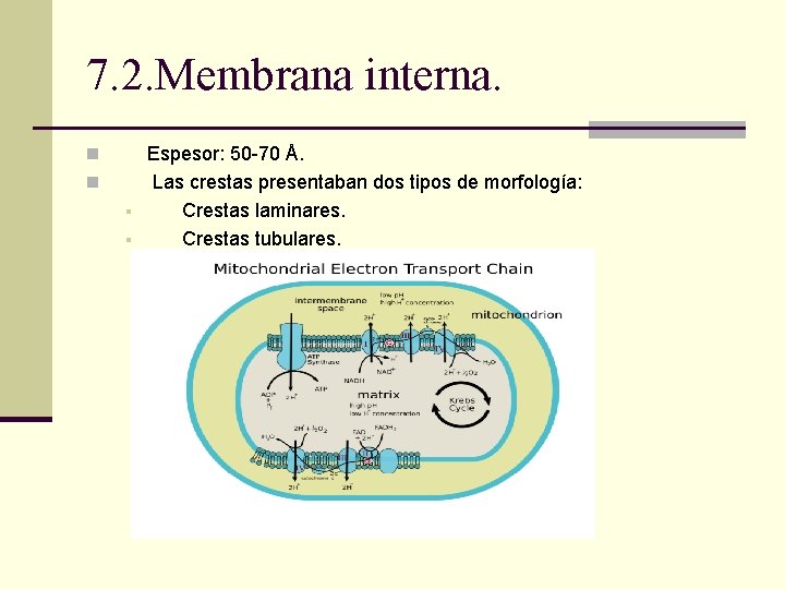 7. 2. Membrana interna. n n § § Espesor: 50 -70 Å. Las crestas 7. 2. Membrana interna. n n § § Espesor: 50 -70 Å. Las crestas