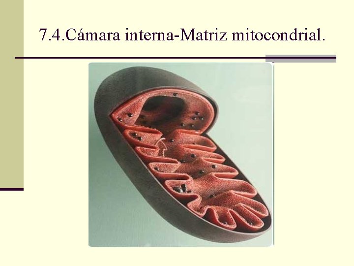 7. 4. Cámara interna-Matriz mitocondrial. 7. 4. Cámara interna-Matriz mitocondrial.