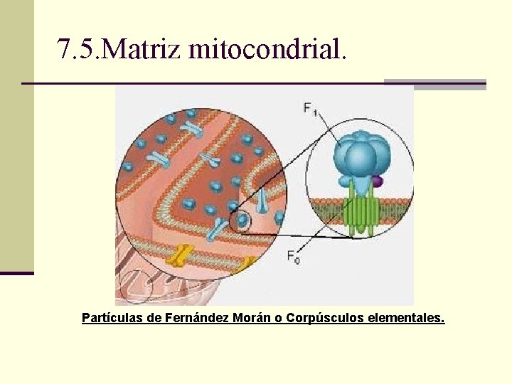 7. 5. Matriz mitocondrial. Partículas de Fernández Morán o Corpúsculos elementales. 7. 5. Matriz mitocondrial. Partículas de Fernández Morán o Corpúsculos elementales.