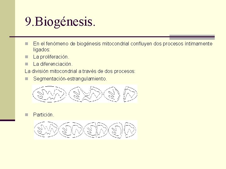 9. Biogénesis. En el fenómeno de biogénesis mitocondrial confluyen dos procesos íntimamente ligados: n 9. Biogénesis. En el fenómeno de biogénesis mitocondrial confluyen dos procesos íntimamente ligados: n