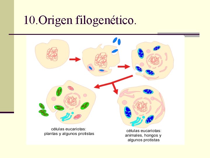 10. Origen filogenético. 10. Origen filogenético.