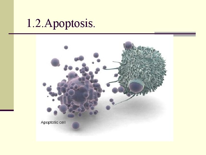 1. 2. Apoptosis. 1. 2. Apoptosis.