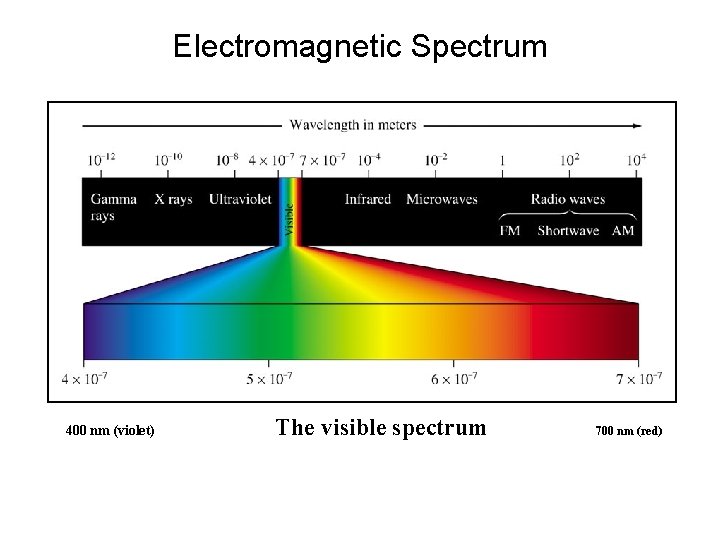 Electromagnetic Spectrum 400 nm (violet) The visible spectrum 700 nm (red) 