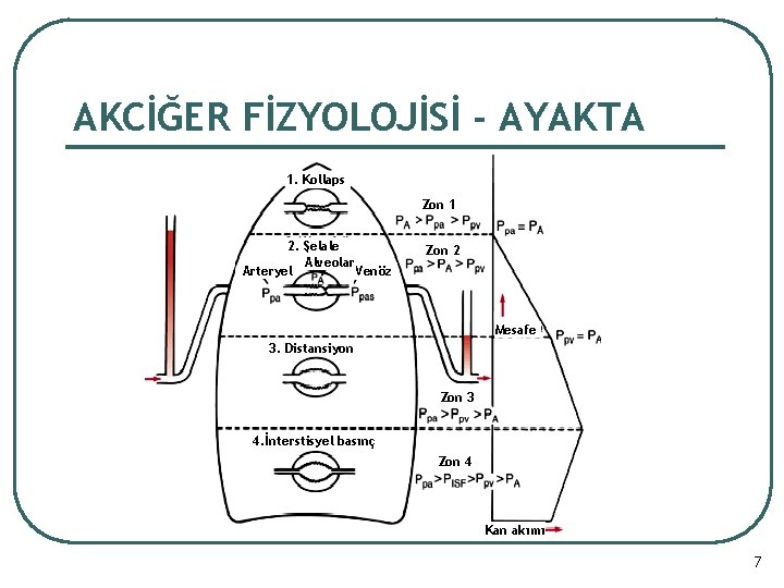 AKCİĞER FİZYOLOJİSİ - AYAKTA 1. Kollaps Zon 1 2. Şelale Alveolar Arteryel Venöz Zon