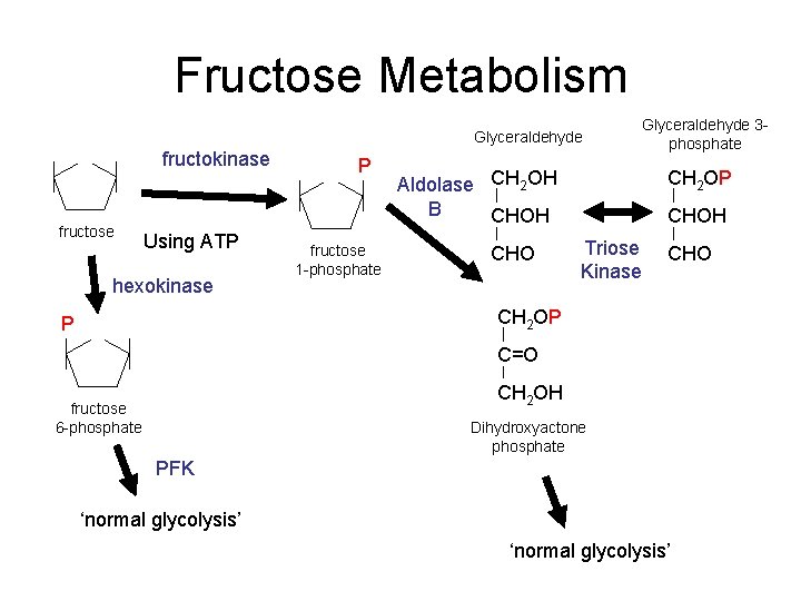 Lecture 10 Glucose Disposal Liver and Molecular Mechanisms