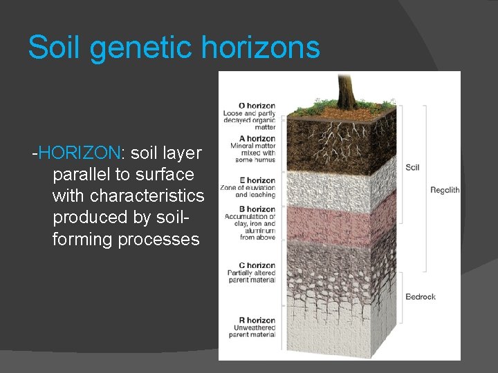 Soil genetic horizons -HORIZON: soil layer parallel to surface with characteristics produced by soilforming