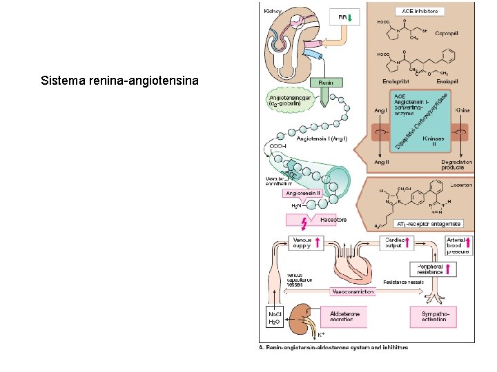 Sistema renina-angiotensina 