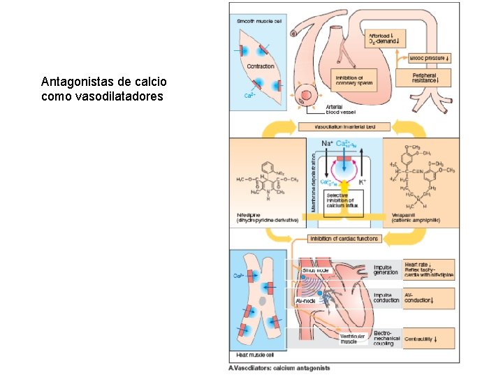 Antagonistas de calcio como vasodilatadores Antagonistas de calcio como vasodilatadores