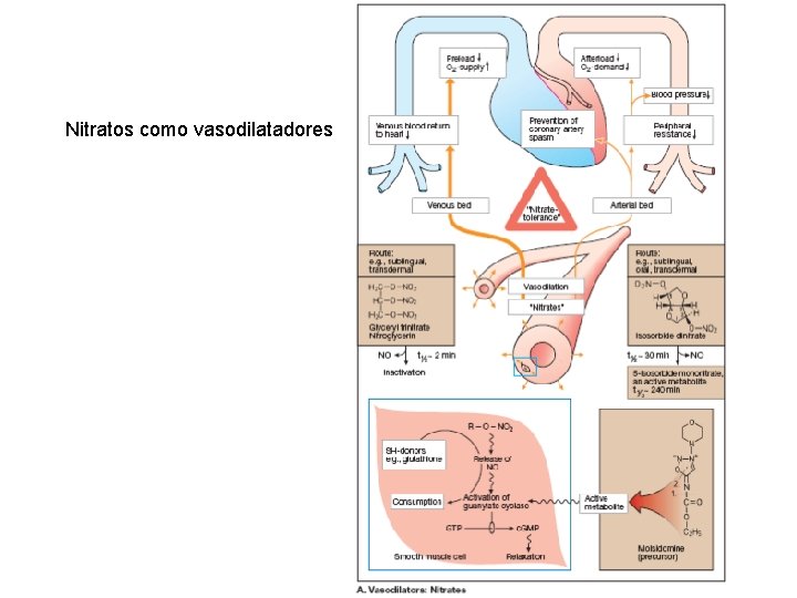 Nitratos como vasodilatadores 