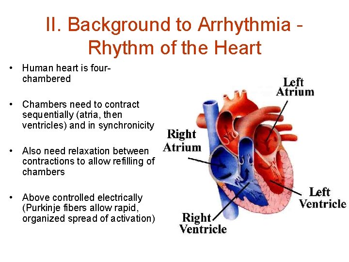 II. Background to Arrhythmia Rhythm of the Heart • Human heart is fourchambered •