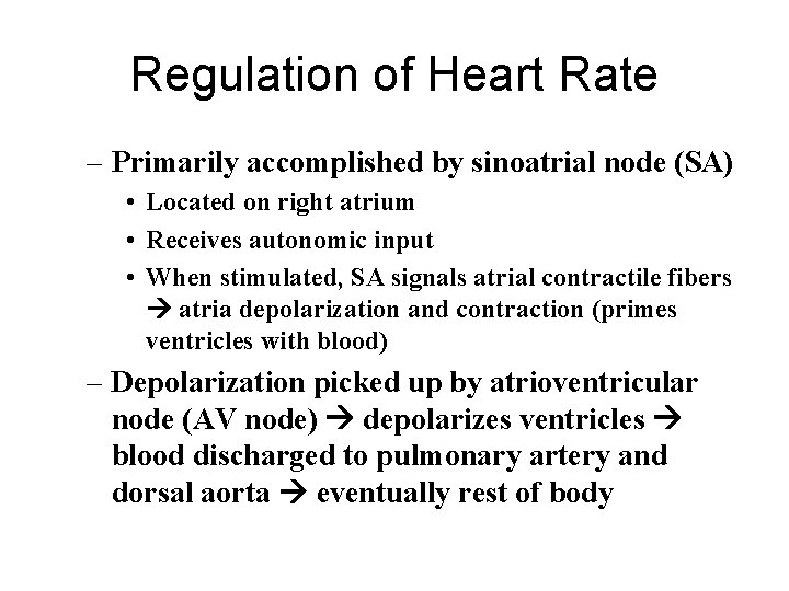 Regulation of Heart Rate – Primarily accomplished by sinoatrial node (SA) • Located on Regulation of Heart Rate – Primarily accomplished by sinoatrial node (SA) • Located on