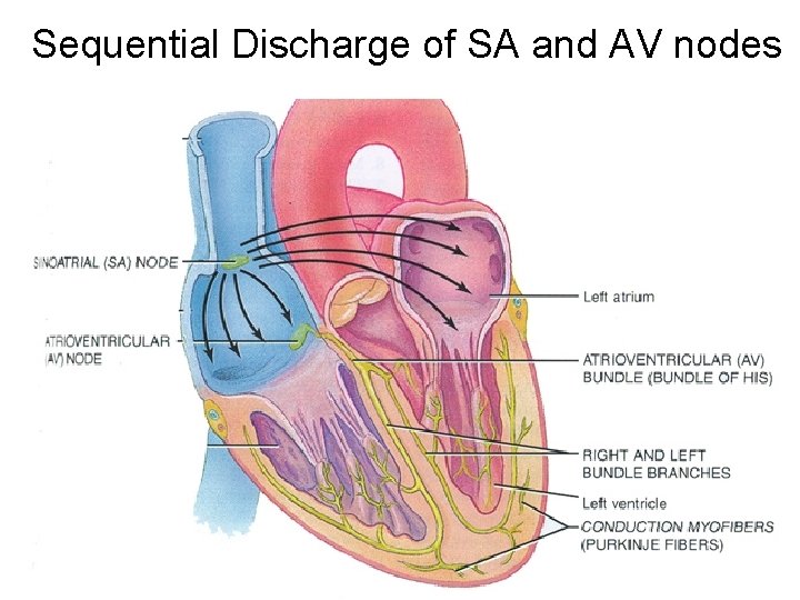 Sequential Discharge of SA and AV nodes 