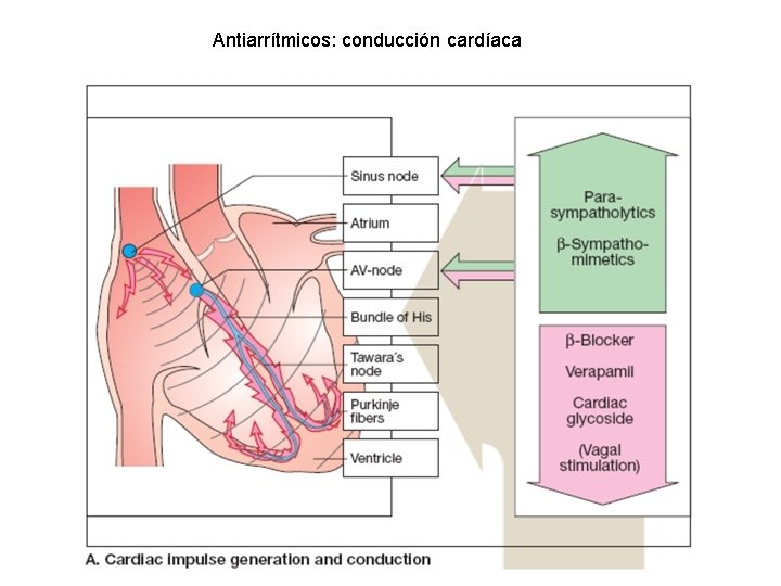 Antiarrítmicos: conducción cardíaca 